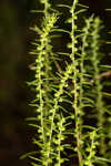 Piedmont marsh elder